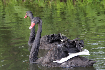 Pair of beautiful black swans swimming together on a calm lake in summer © Sunny