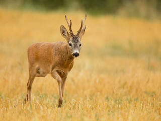 roe deer rut  © rasto24
