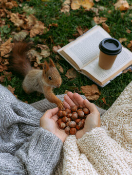 Small red squirrel reaching for hazelnuts from an open hand