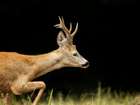roe deer rut 