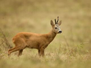 roe deer rut  © rasto24