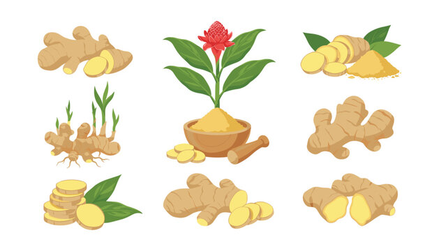 Fresh ginger root vector collection with whole rhizome slices powder flower plant sprouts and mortar pestle illustrations set
