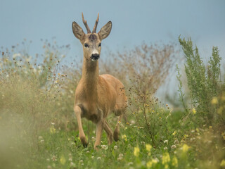 roe deer rut  © rasto24