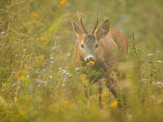 roe deer rut  © rasto24