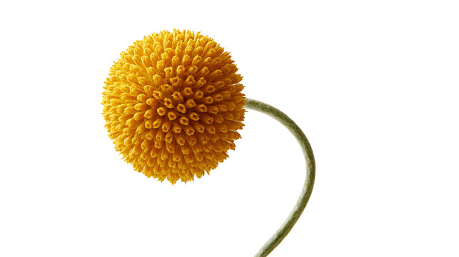 Single vibrant yellow Craspedia globosa billy button flower on a curved stem