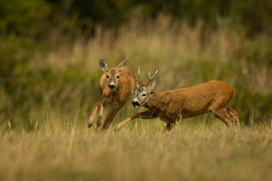 roe deer rut 