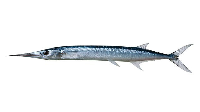 Long slender needlefish with silver scales and sharp pointed beak