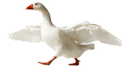 White domestic goose walking with wings spread wide and orange beak © Alaric