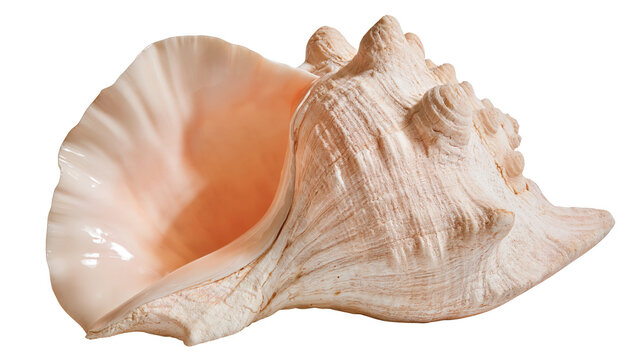 Large beige conch shell with smooth pink interior and textured spiral exterior