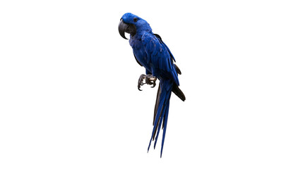 Vibrant blue Hyacinth Macaw parrot perched with dark curved beak and long tail © Alaric