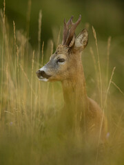 roe deer rut  © rasto24