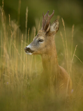 roe deer rut 