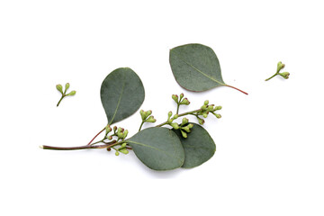 Eucalyptus leaves on white background. Green leaf branches. © Bowonpat