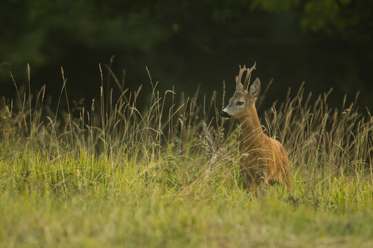 roe deer rut 