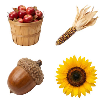 Autumn harvest elements set flat vector illustration with apple basket, corn cob, acorn and sunflower in 2x2 grid
