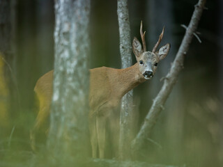 roe deer rut  © rasto24