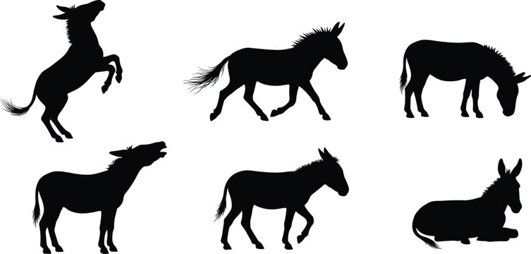 Donkey silhouette collection vector illustration featuring wild burro and mule animal in various poses jumping walking grazing braying and resting for graphic design