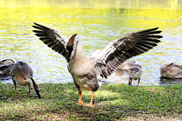 Flock of geese on green grass in the park © Bowonpat