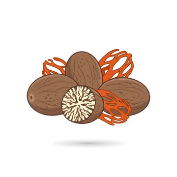 Fresh Indonesian Nutmeg and Mace Vector Illustration with Cut Section Isolated on White Background - Indonesian Spices Collection
