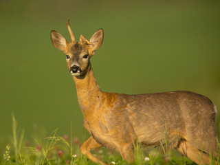 roe deer rut  © rasto24