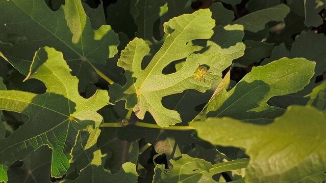 Green shield bug nymph (Nezara viridula) resting on a sunny fig tree leaf (Ficus carica) in an outdoor organic fruit garden closeup.
