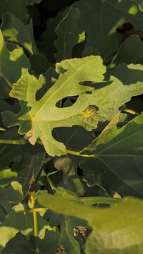 Green shield bug nymph (Nezara viridula) resting on a sunny fig tree leaf (Ficus carica) in an outdoor organic fruit garden closeup.
