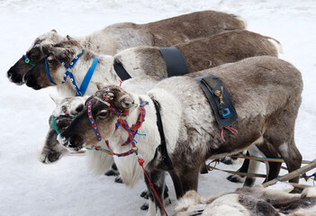 Tundra teams of deers (sledge reindeers team) is unhitched in front of the house. Harness and elegant national bridle shape. The northern city in the Nenets country © max5128