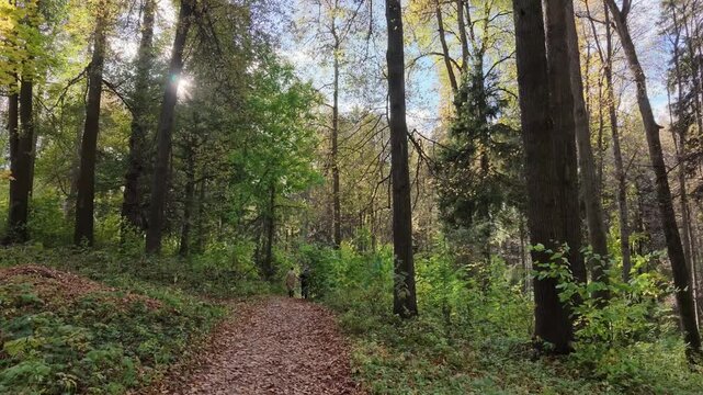 Forest trail curves through tall autumn trees as a distant hiker walks along fallen leaves surrounded by dense green undergrowth