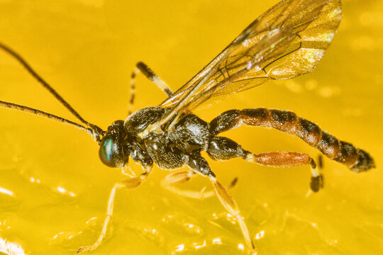 Larger parasitic hymenoptera (Ichneumonida) portrait, ultra-macro. Crimea agricultural pests