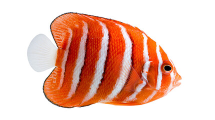 Orange and white striped tropical angelfish with translucent tail fin © Motruc