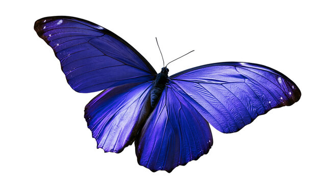 Vibrant blue Morpho butterfly with iridescent wings spread wide