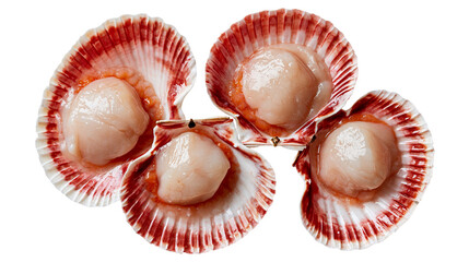 Fresh raw scallops in open shells with orange roe and white meat © Motruc