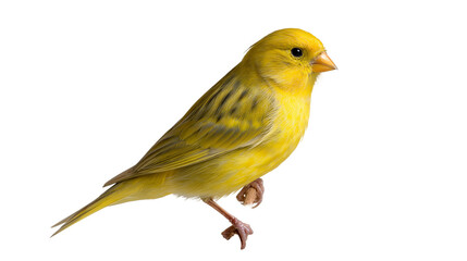 Obraz premium Bright yellow canary bird standing on one leg with detailed plumage