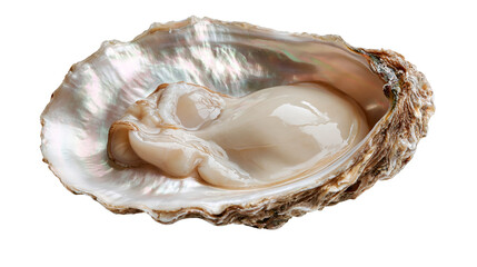 Fresh raw oyster meat inside a shiny iridescent nacreous shell © Motruc