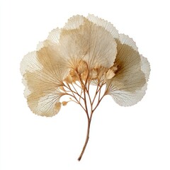 Fototapeta premium Delicate, translucent dried leaves arranged in a fan-like bouquet.