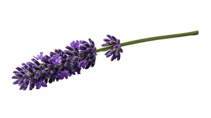 Fresh purple lavender flower sprig with green stem © Motruc