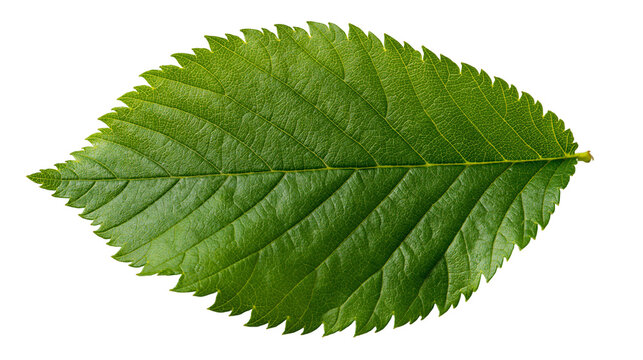 Single serrated green elm tree leaf with visible veins and texture
