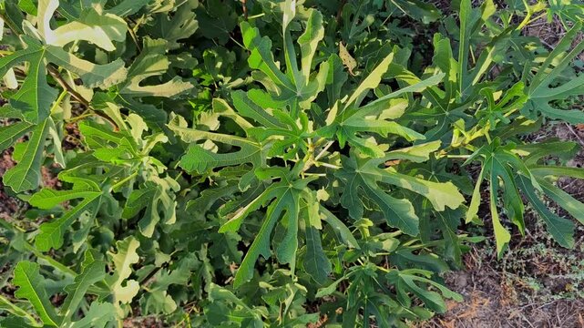 Top view of vibrant green fig tree foliage (Ficus carica) with deeply lobed leaves growing in a Mediterranean summer garden.