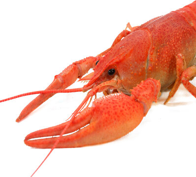 Boiled Red Crayfish Close Up Isolated on White Background.