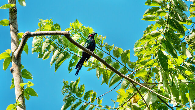 Metallic starling (Aplonis metallica) a colony of birds on acacia trees with a flat crown. Ternate Island, archipelago Moluccas, Indonesia. Early January, monsoon season