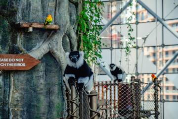 Naklejka premium The black-and-white ruffed lemur is a large primate of the lemur family, endemic to the island of Madagascar.