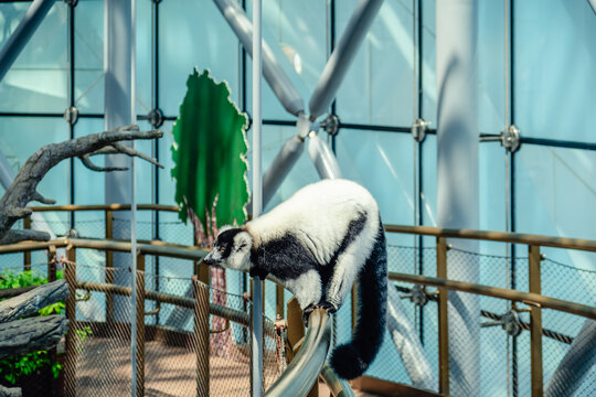 The black-and-white ruffed lemur is a large primate of the lemur family, endemic to the island of Madagascar.