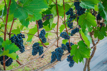 Fototapeta premium Vibrant grapevines thrive under the sun, showcasing their rich clusters in the vineyard