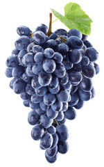 Fototapeta premium Cluster of dark blue purple grapes with water drops. Clipping p