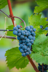 Fototapeta premium Beautiful cluster of ripe blue grapes hanging on a vine in a sunlit vineyard