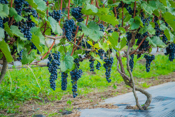 Fototapeta premium Vibrant grapevines heavy with ripe dark grapes basking in the gentle sunlight of early autumn