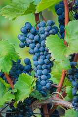 Naklejka premium Vibrant clusters of ripe grapes basking in the soft sunlight of a serene vineyard