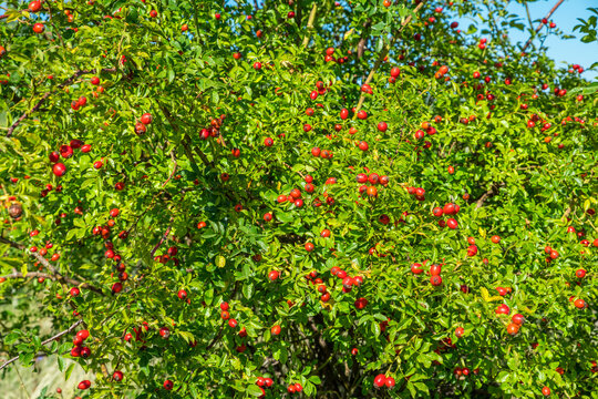 Wild rosehip bush loaded with ripe red hips among green leaves in summer sunlight.