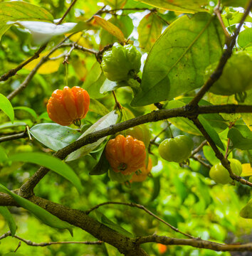 Exotic red and orange Surinam cherries ripening on a green branch of a tree surrounded by leaves, Madeira, Portugal.