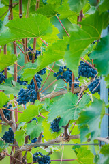 Naklejka premium Vibrant grapevines flourish in the sun, showcasing clusters of luscious dark grapes